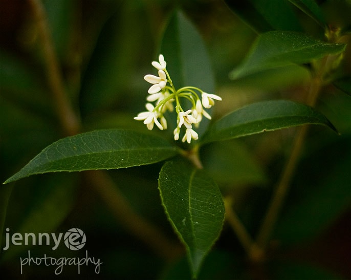 ocala nature photography