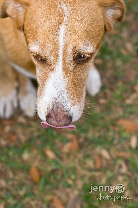 pet photography in ocala