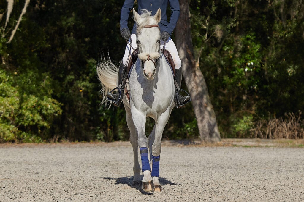 photo of horse with rider